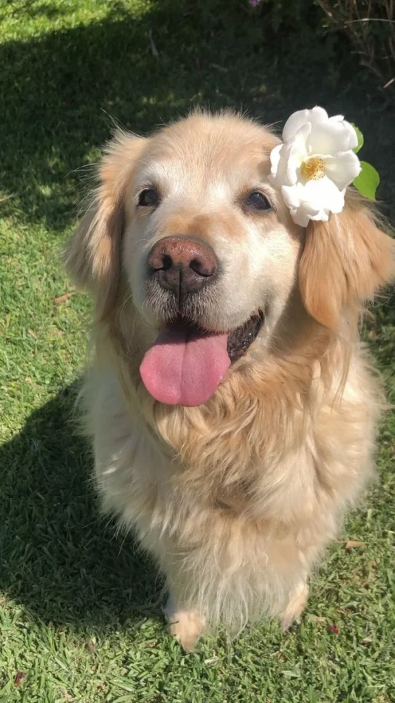 Golden-Retriever-Grooming-Styles-Shaving-Tips